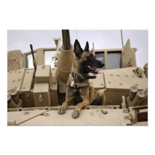 Een militaire werkhond zit op een M2A3 Foto Afdruk