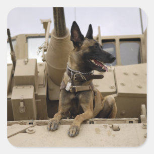 Een militaire werkhond zit op een M2A3 Vierkante Sticker