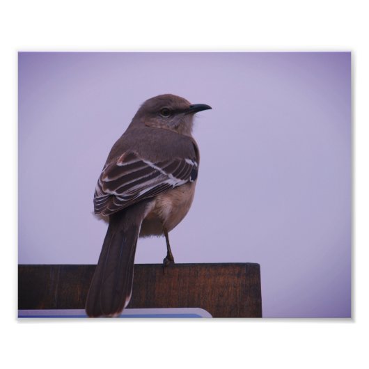 Een Mockingbird Song Bird Foto Afdruk (Voorkant)