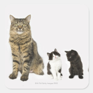 Een moeder met haar vier kittens die samen zitten vierkante sticker