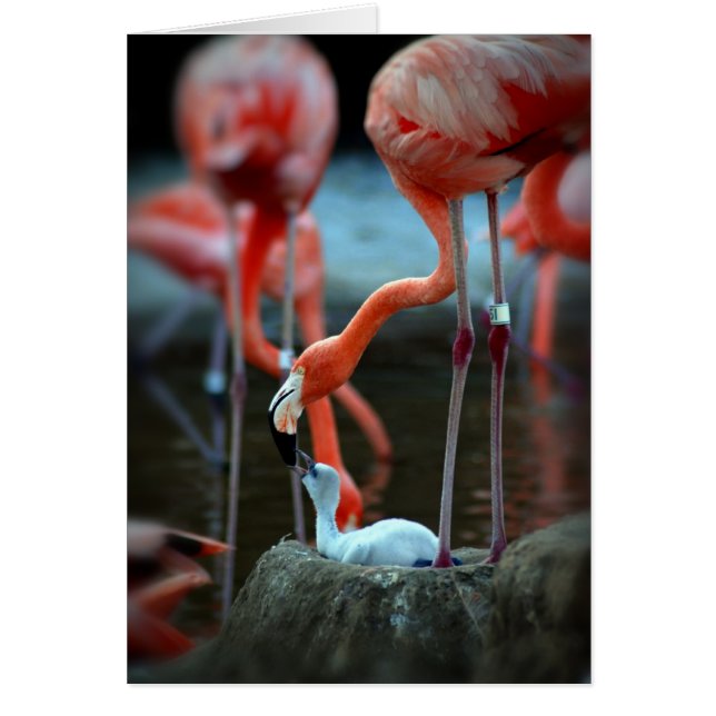 Een moederliefde (Voorkant)