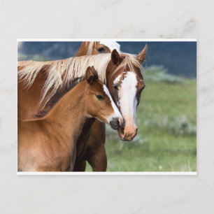 Een moederliefde briefkaart