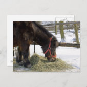 Een moederpaard uit Gotland waar Briefkaart (Voorkant / Achterkant)