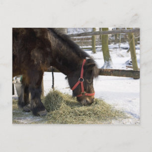 Een moederpaard uit Gotland waar Briefkaart