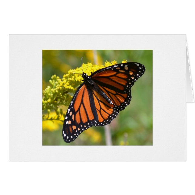 Eén Monarch (Voorkant Horizontaal)