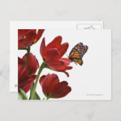 een monarch bezoekt een bouquet rode tulpen briefkaart (Voorkant / Achterkant)