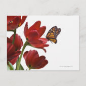 een monarch bezoekt een bouquet rode tulpen briefkaart (Voorkant)