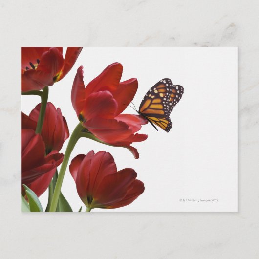 een monarch bezoekt een bouquet rode tulpen briefkaart (Voorkant)