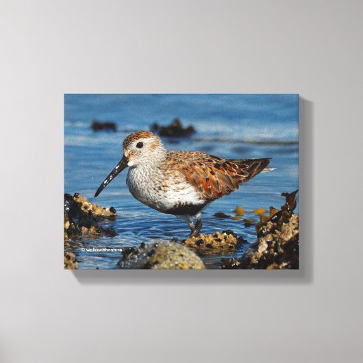 Een mooie Dunlin Goes Solo Canvas Afdruk (Voorkant)
