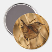 Een mooie Marsh Wren in-Waar anders? - De Marsh Magneet (Voorkant / Achterkant)