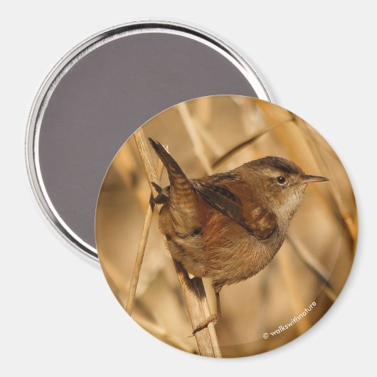 Een mooie Marsh Wren in-Waar anders? - De Marsh Magneet (Voorkant / Achterkant)