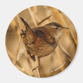 Een mooie Marsh Wren in-Waar anders? - De Marsh Magneet (Voorkant)