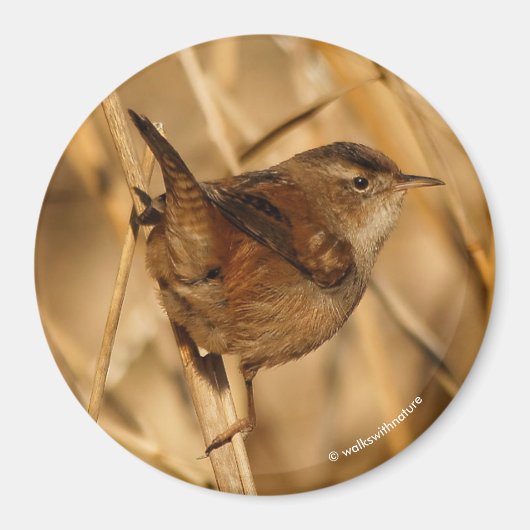 Een mooie Marsh Wren in-Waar anders? - De Marsh Magneet (Voorkant)