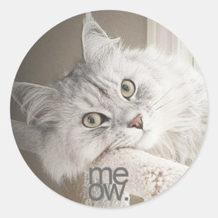 Een mooie miauw Stickers