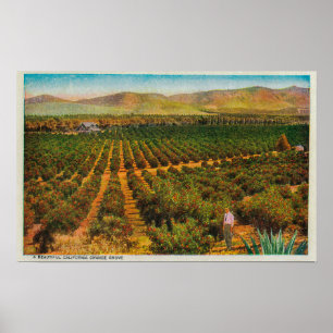 Een mooie Oranje GroveState Poster