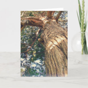 Een mooiste boom kaart