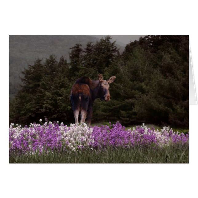 Een Moose in de Phlox (Voorkant Horizontaal)
