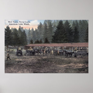 Een Mule Team in Camp Lewis Poster