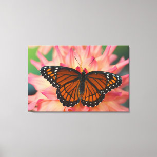 Een Nachaapster van de monarchvlinder Canvas Afdruk