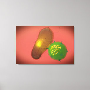 Een natuurlijke Killer Cell injecteert toxine Canvas Afdruk