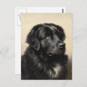 Een Newfoundland Briefkaart (Voorkant / Achterkant)