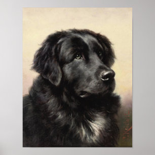 Een Newfoundland Poster