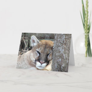 Een nieuwe maandag cougar kaart