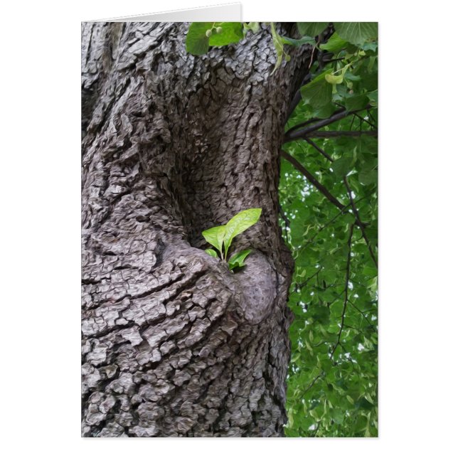 Een nieuwe tak (Voorkant)