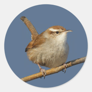 Een nieuwsgierig Bewick's Wren in de boom Ronde Sticker