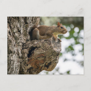 Een nieuwsgierige eekhoorn zat op de knop van een briefkaart