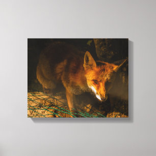 een nocturne ontmoeting met een vos op gespannen c canvas afdruk