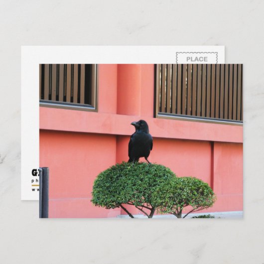 Een Oerwoud met grote vulling bedekt een baars op  Briefkaart (Voorkant / Achterkant)