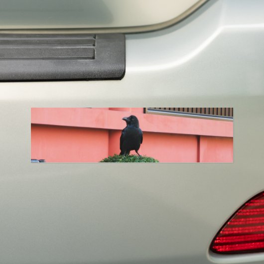 Een Oerwoud met grote vulling bedekt een baars op Bumpersticker (Op auto)
