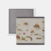 Een onderzoek naar insecten magneet (Voorkant / Achterkant)