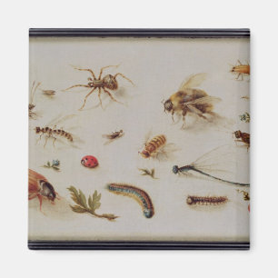 Een onderzoek naar insecten magneet