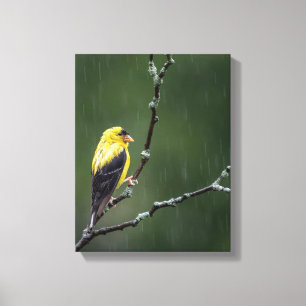 Eén ongelukkige Goldfinch Canvas Afdruk
