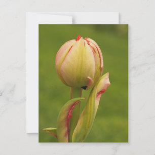 Een ontluikende tulp briefkaart