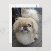 een ooghond briefkaart (Voorkant / Achterkant)