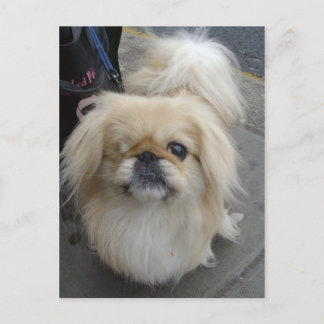 een ooghond briefkaart