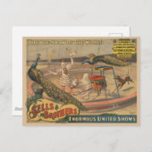 Een optredende zebu en pauw met clown trainer briefkaart (Voorkant / Achterkant)