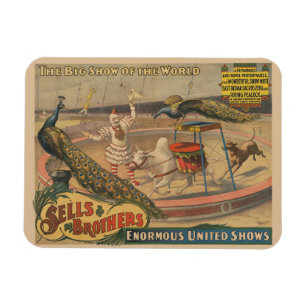 Een optredende zebu en pauw met clown trainer magneet