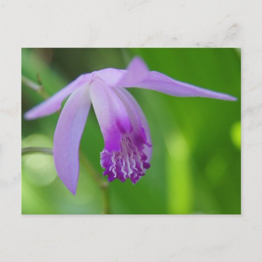 Een Orchifd voor jou! Briefkaart (Voorkant)