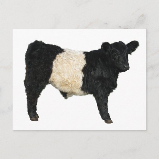 Een Oreo fancy? Belted Galloway Koe Briefkaart (Voorkant)