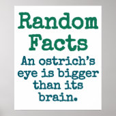 Een Ostrich's oog is groter - Trivia Feit. Poster (Voorkant)