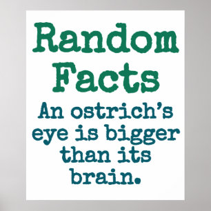 Een Ostrich's oog is groter - Trivia Feit. Poster