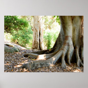 Een oude grote boom poster