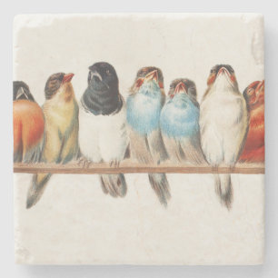 Een overzicht van de finch van vogels, 1880 stenen onderzetter