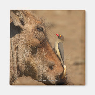 Een Oxpecker op een warthogs snuit, Isimangaliso, Magneet
