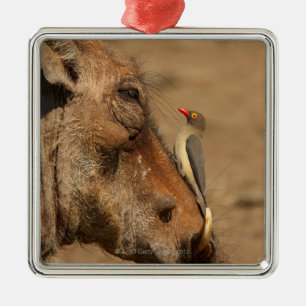 Een Oxpecker op een warthogs snuit, Isimangaliso, Metalen Ornament