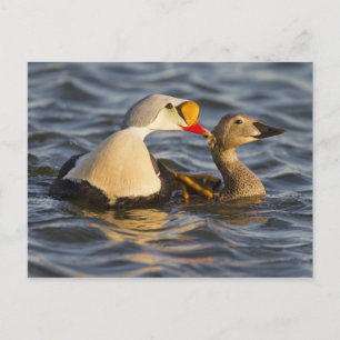 Een paar baltsende koningseiders in een toendra vi briefkaart